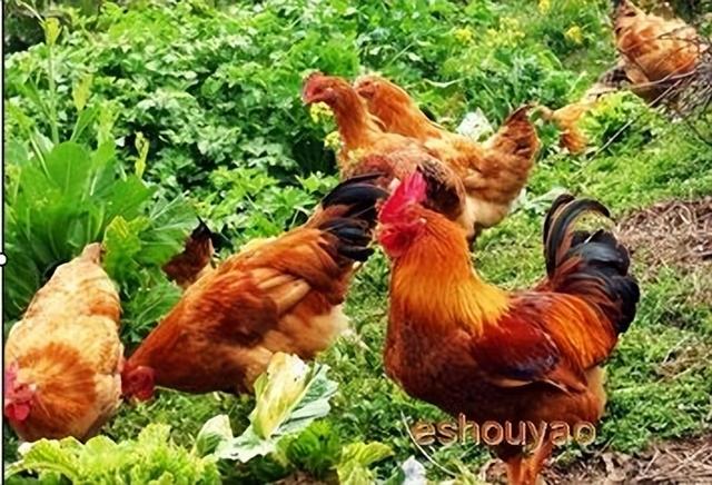 如何判断鸡是瘟鸡，鸡瘟病症状及防治方法？