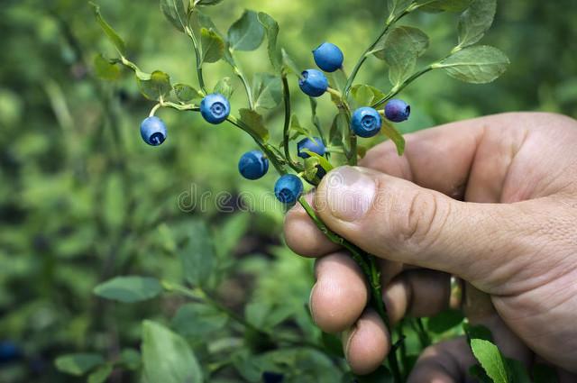 黑珍珠蓝莓品种优缺点，黑珍珠蓝莓栽培技巧？