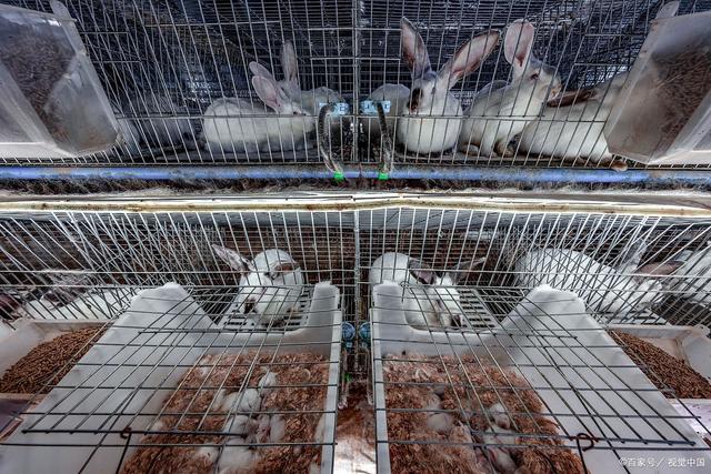 养1000只兔子需要投资多少钱，养1000只兔子的成本？