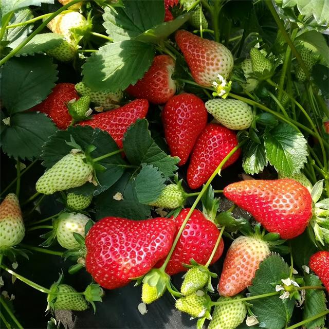 草莓一二三代苗区别，草莓苗区域选择？