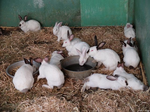 养1000只兔子需要投资多少钱，养1000只兔子的成本？