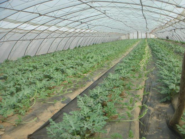 西瓜施肥方案及需肥规律，西瓜肥料使用方法？