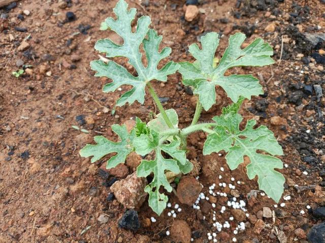 西瓜施肥方案及需肥规律，西瓜肥料使用方法？
