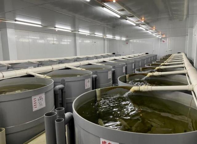 丁桂鱼养殖技术和方法，丁桂鱼养殖技巧？