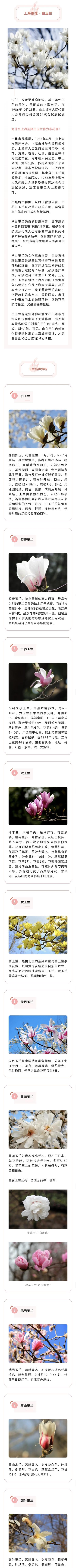 上海的市花，上海市花是什么？