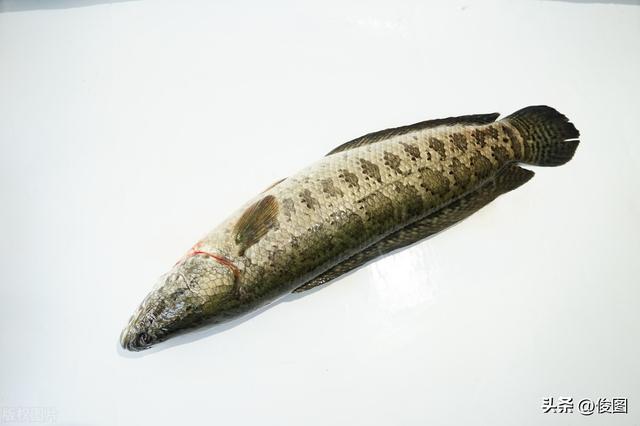 野生黑鱼和养殖黑鱼的区别，野生黑鱼和养殖黑鱼的特点对比？