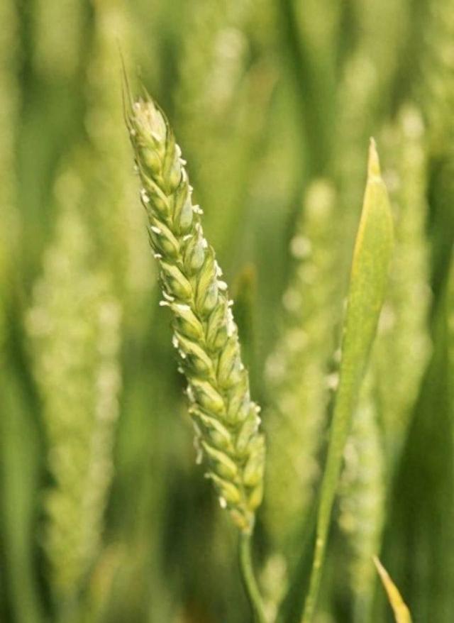 小麦长什么样子图片，小麦生长过程图片？