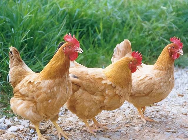 三黄鸡是什么鸡什么品种，三黄鸡的品种有哪些？