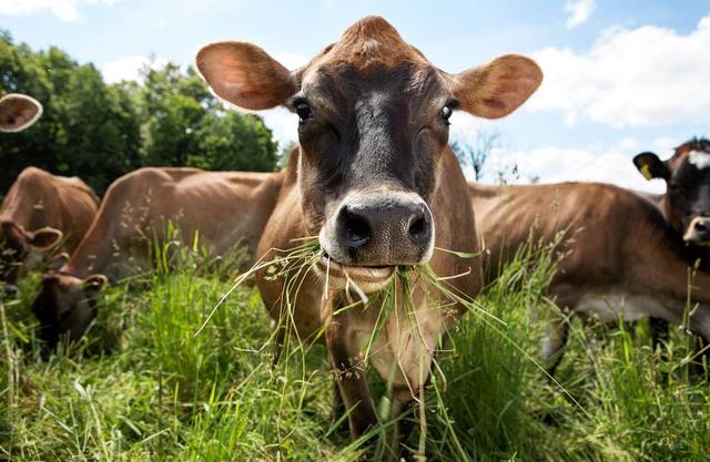 牛不吃草是什么原因，牛为什么不吃草？