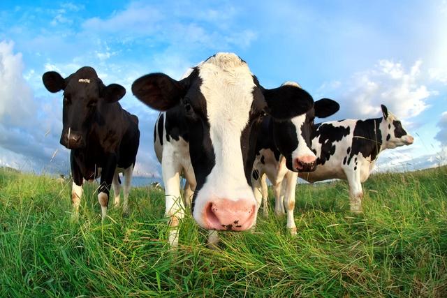 牛不吃草是什么原因，牛为什么不吃草？