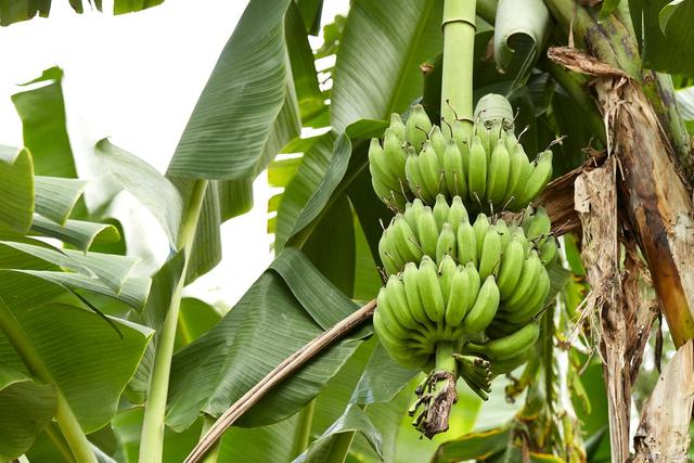 香蕉是草本植物还是木本，香蕉的生长习性？