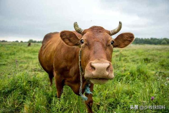 牛不吃草是什么原因，牛为什么不吃草的原因？